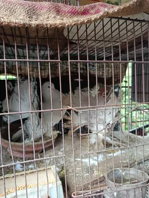 রানিং ডিম পাড়া লক্ষা কবুতর