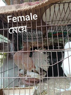 রানিং ডিম পাড়া লক্ষা কবুতর