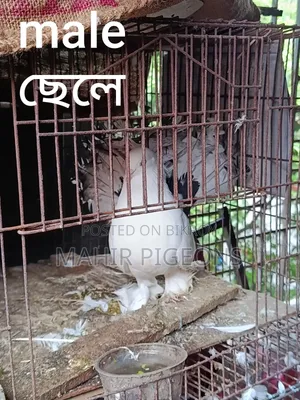 রানিং ডিম পাড়া লক্ষা কবুতর