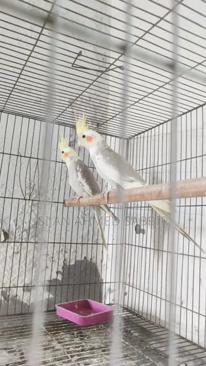 Two pieces Cockatiel male babies