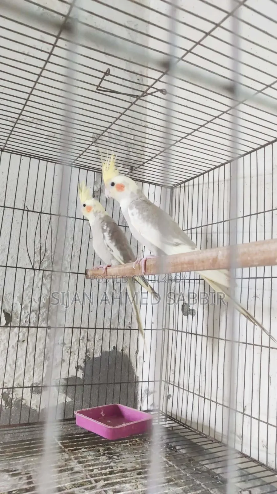 Two pieces Cockatiel male babies