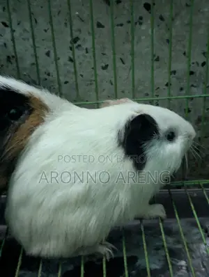 Guinea Pig