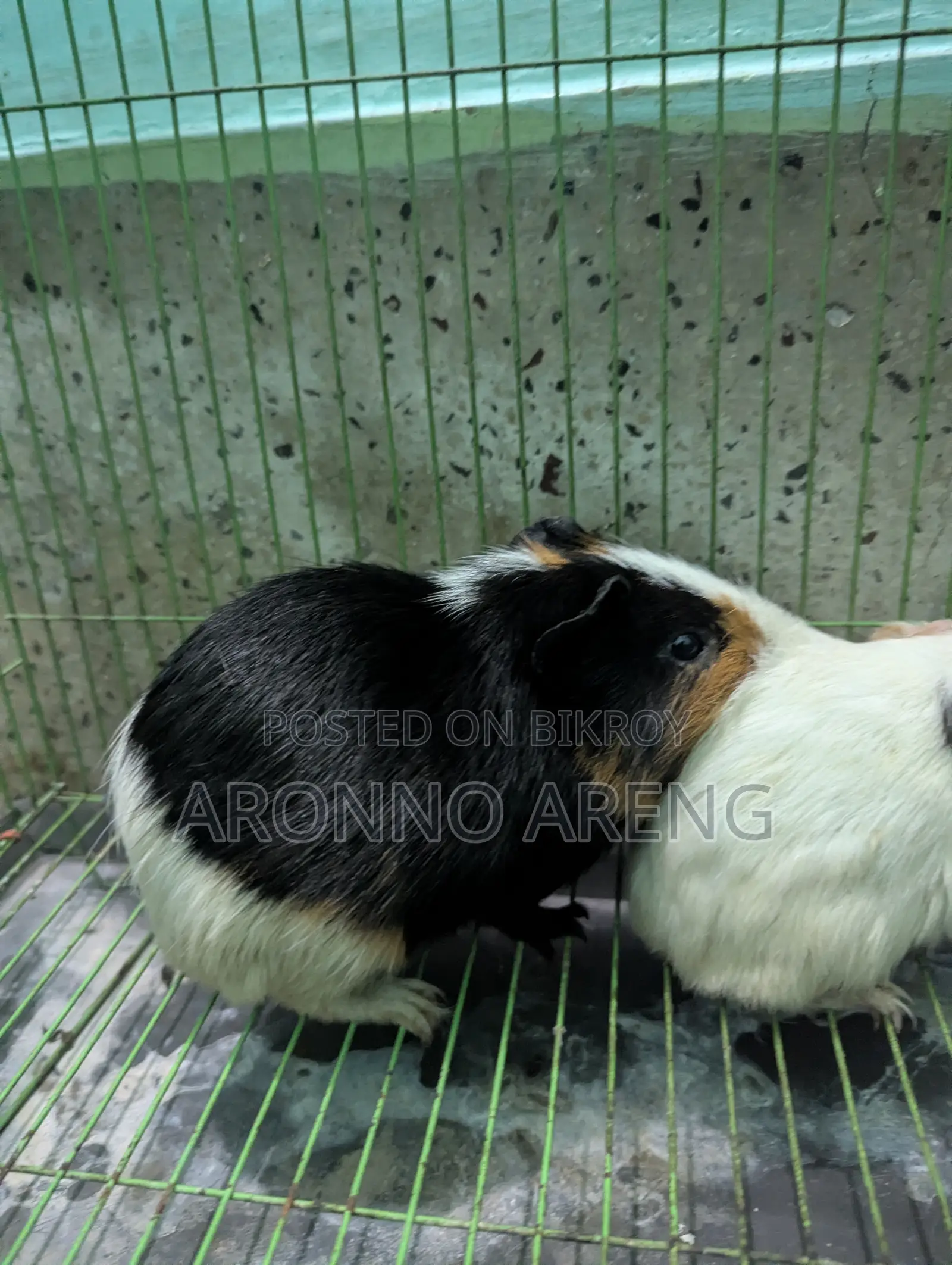 Guinea Pig