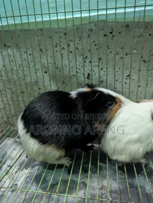 Guinea Pig