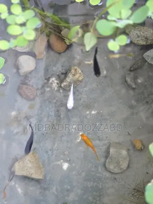 মাছ বিক্রি করতে চাই