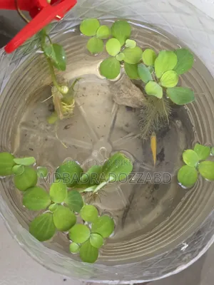মাছ বিক্রি করতে চাই