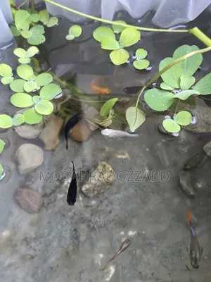 মাছ বিক্রি করতে চাই