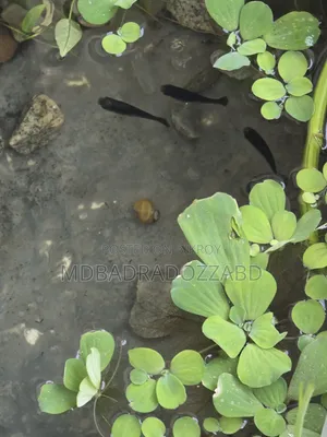 মাছ বিক্রি করতে চাই