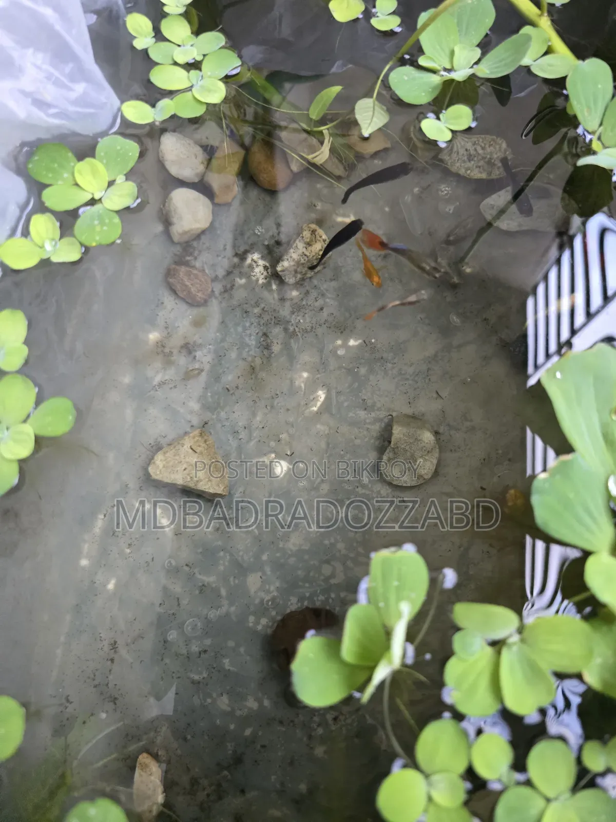 মাছ বিক্রি করতে চাই