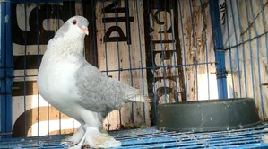 Silver Siraji Running Pair
