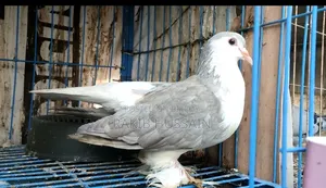 Silver Siraji Running Pair