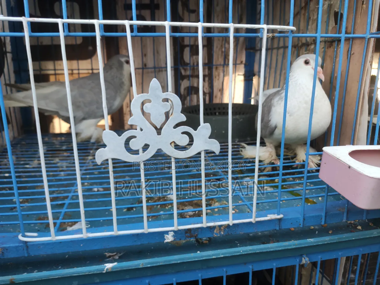 Silver Siraji Running Pair