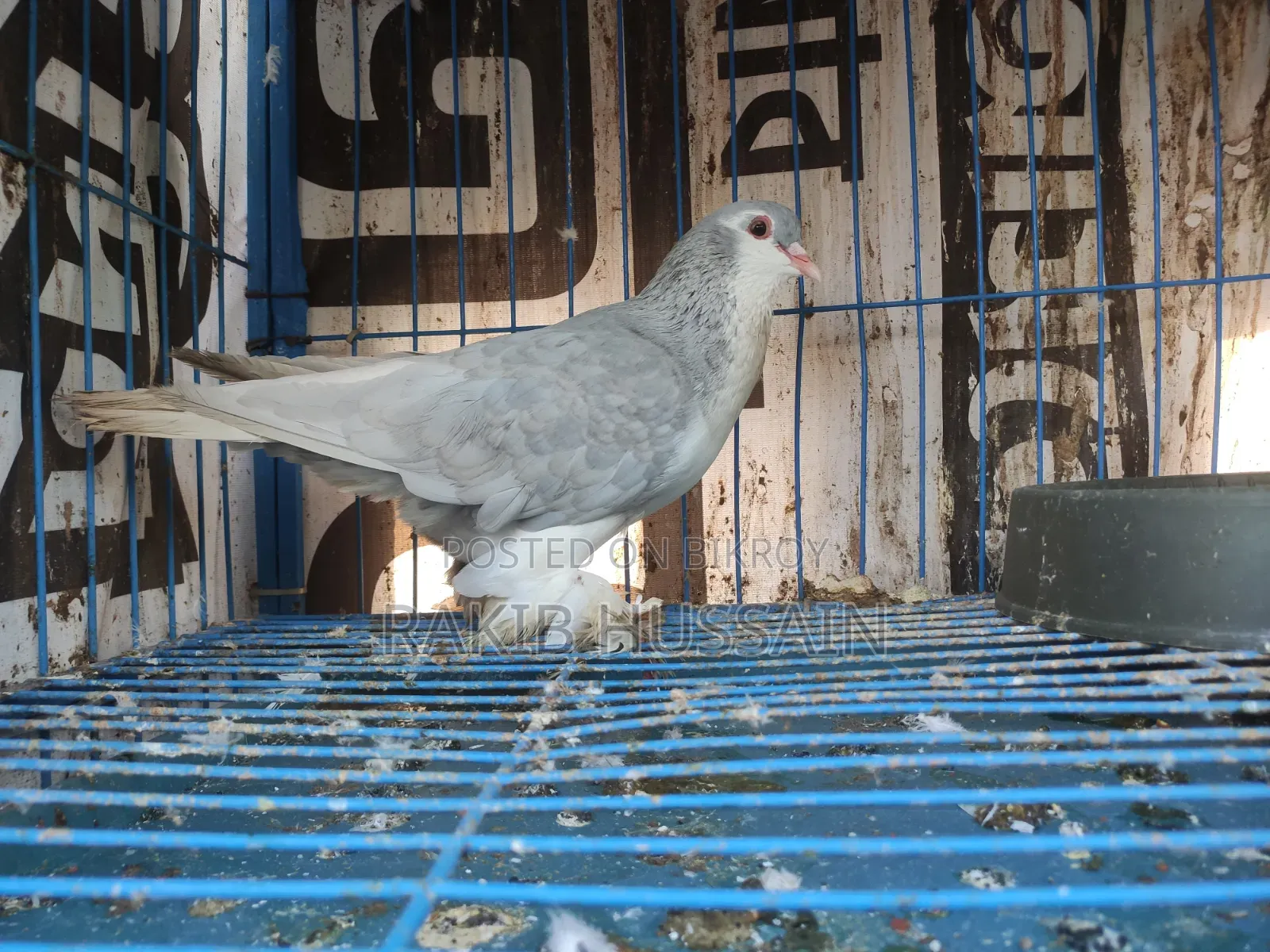 Silver Siraji Running Pair