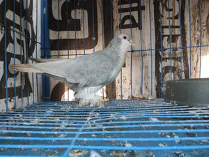 Silver Siraji Running Pair