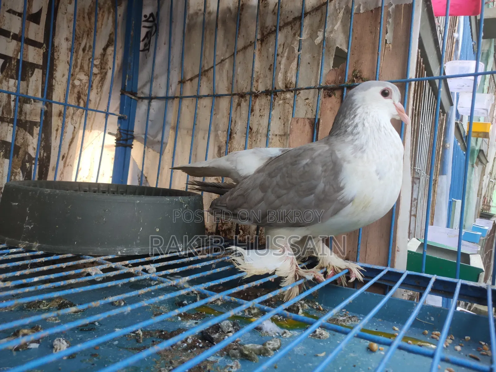 Silver Siraji Running Pair