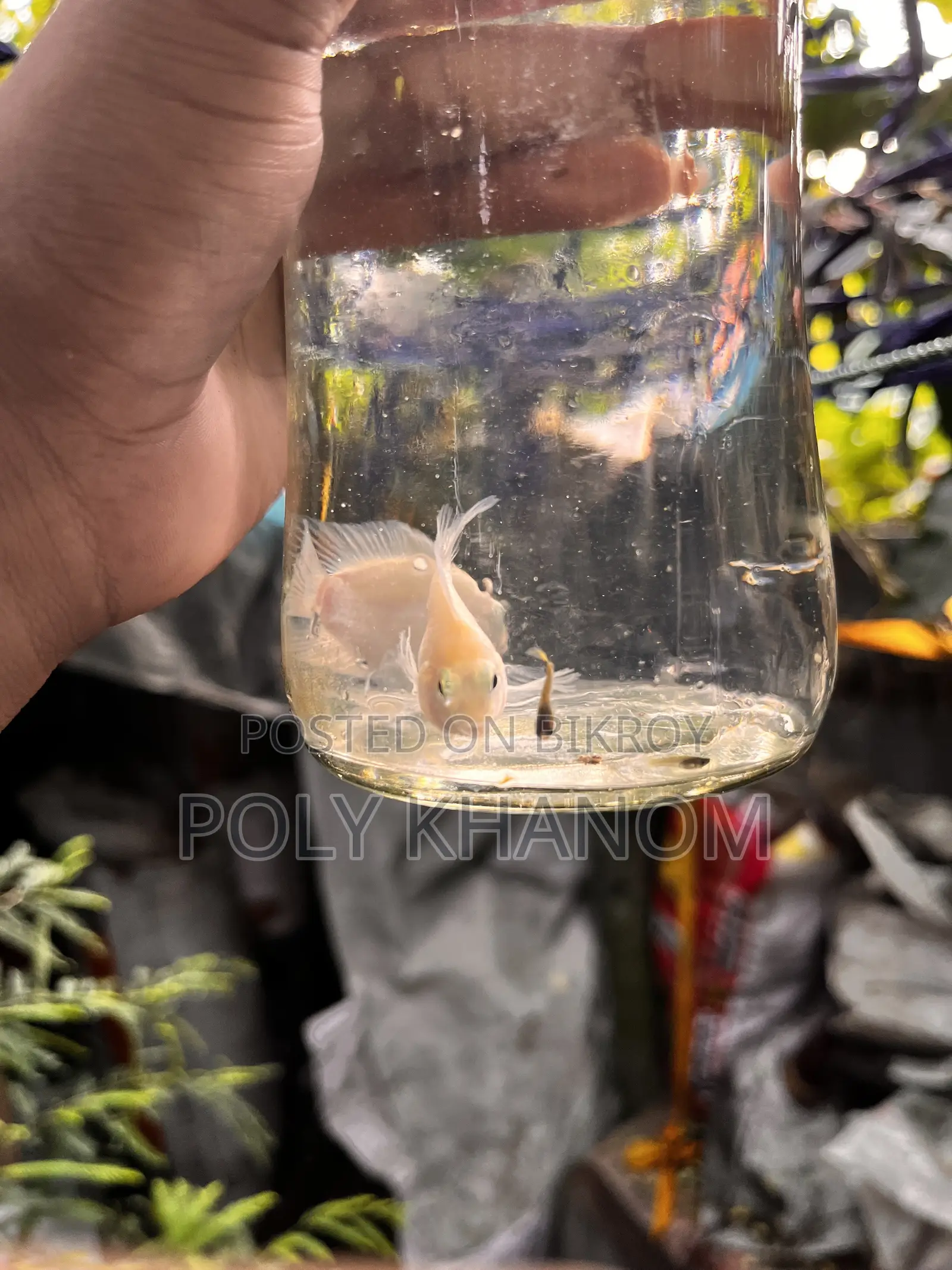 প্যারেট ফিশ