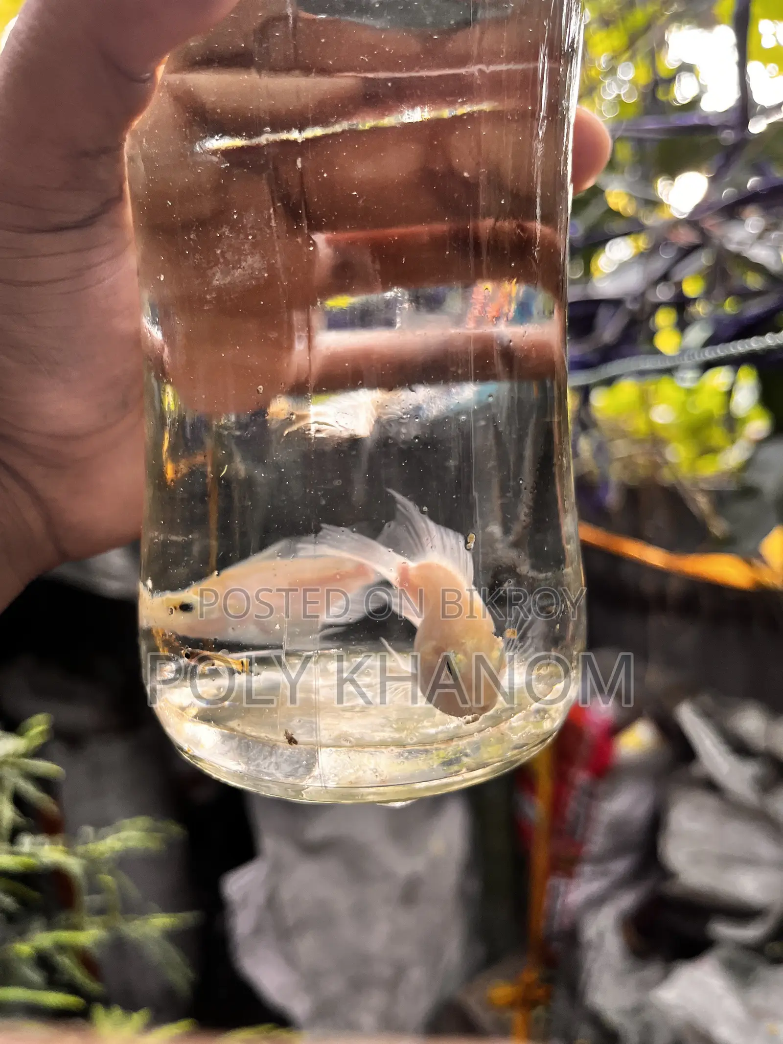 প্যারেট ফিশ