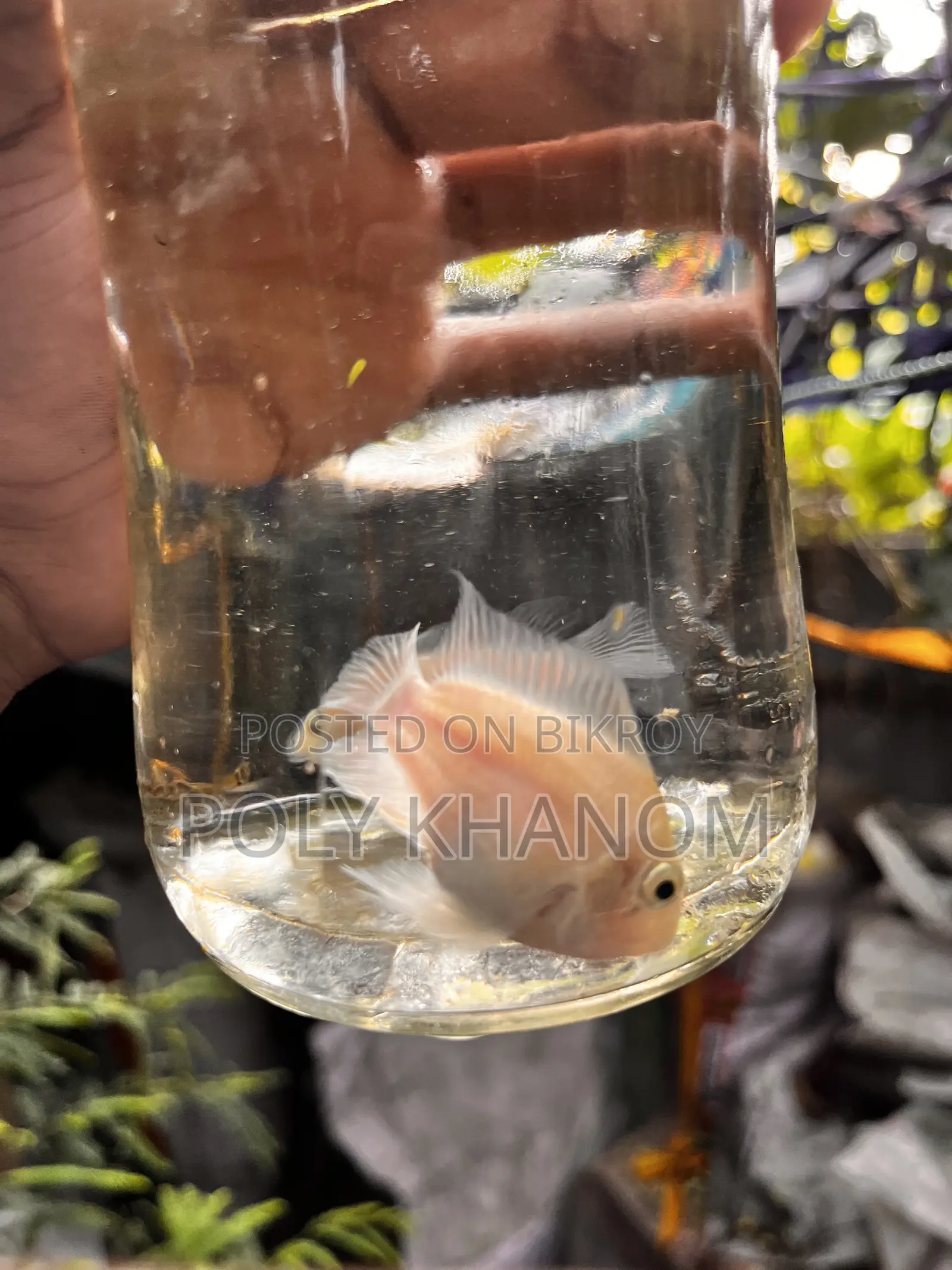 প্যারেট ফিশ
