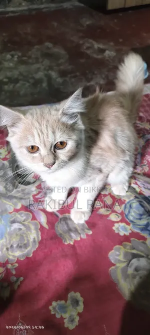 3-6 months Female Mixed Breed Bengal