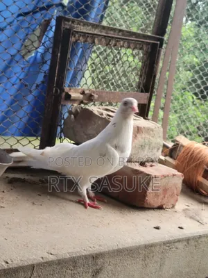 Golden Pigeon