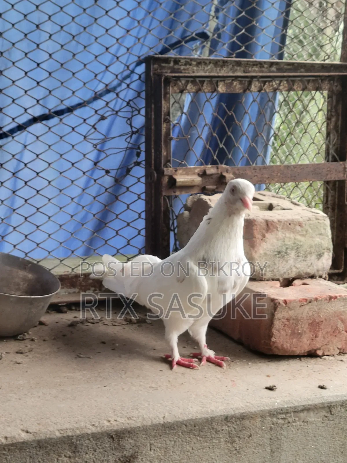 Golden Pigeon