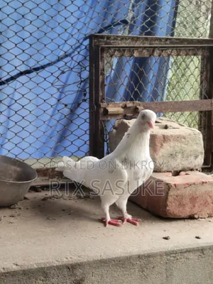 Golden Pigeon