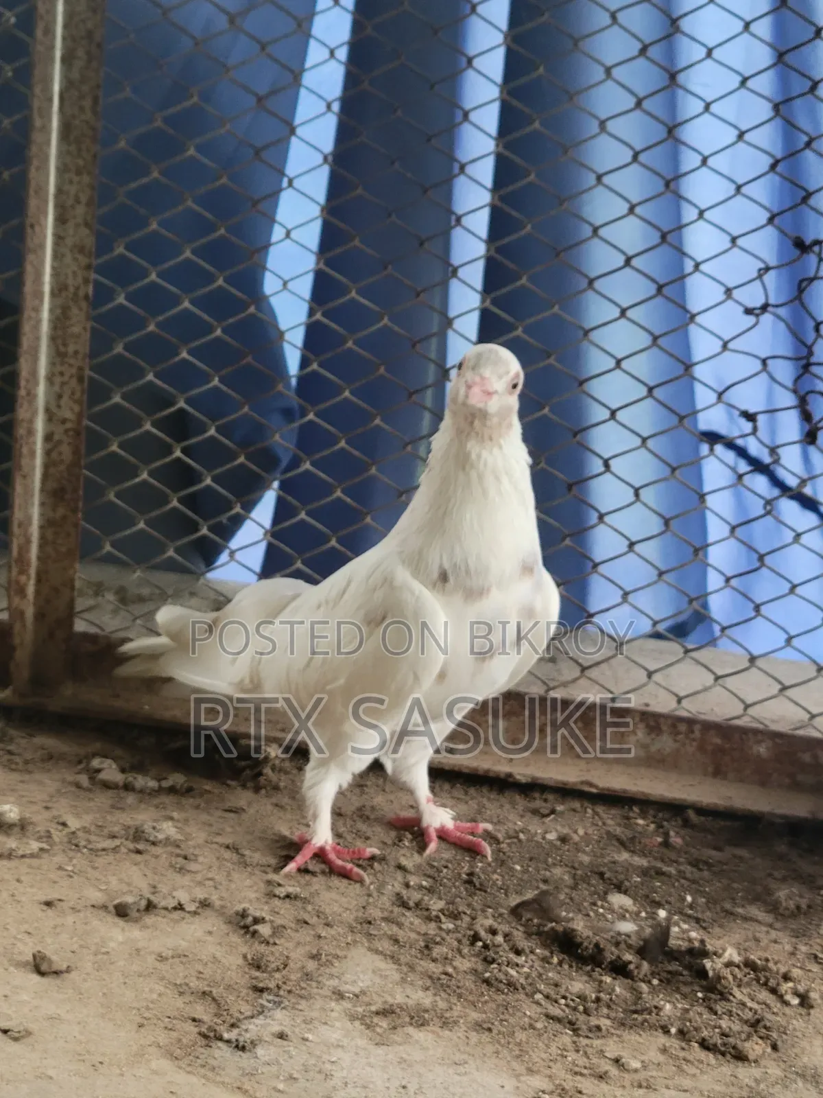 Golden Pigeon