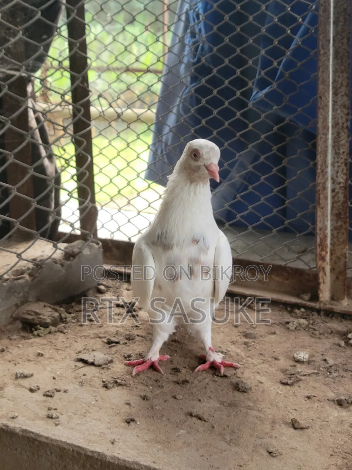 Golden Pigeon