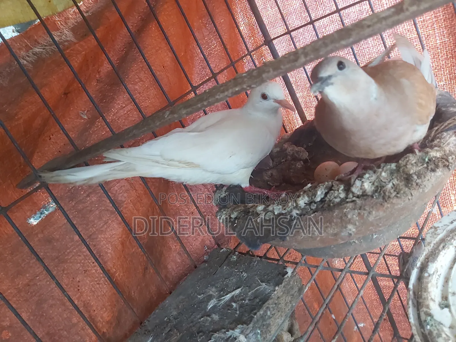 ঘুঘু পাখি বিক্রয় হবে