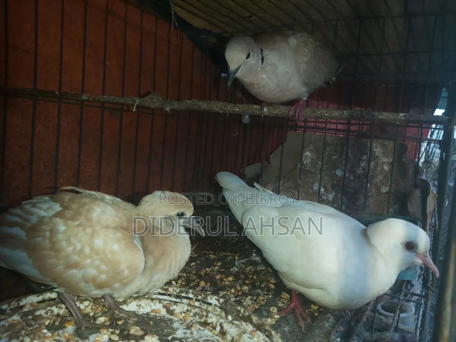 ঘুঘু পাখি বিক্রয় হবে