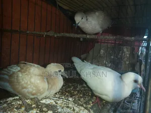ঘুঘু পাখি বিক্রয় হবে