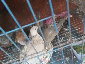 ঘুঘু পাখি বিক্রয় হবে