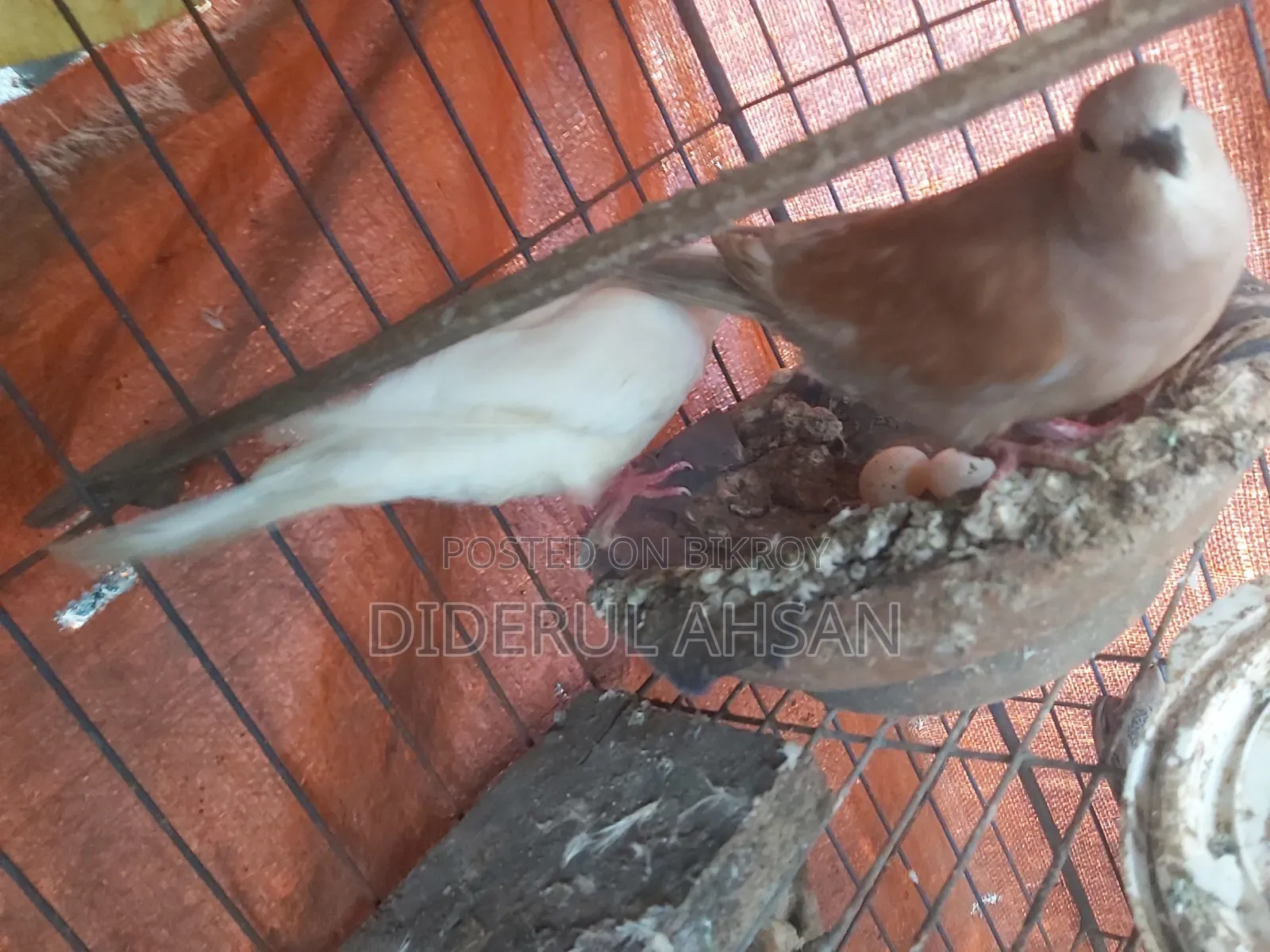 ঘুঘু পাখি বিক্রয় হবে