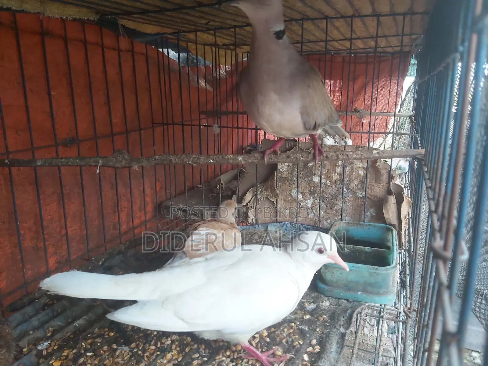 ঘুঘু পাখি বিক্রয় হবে