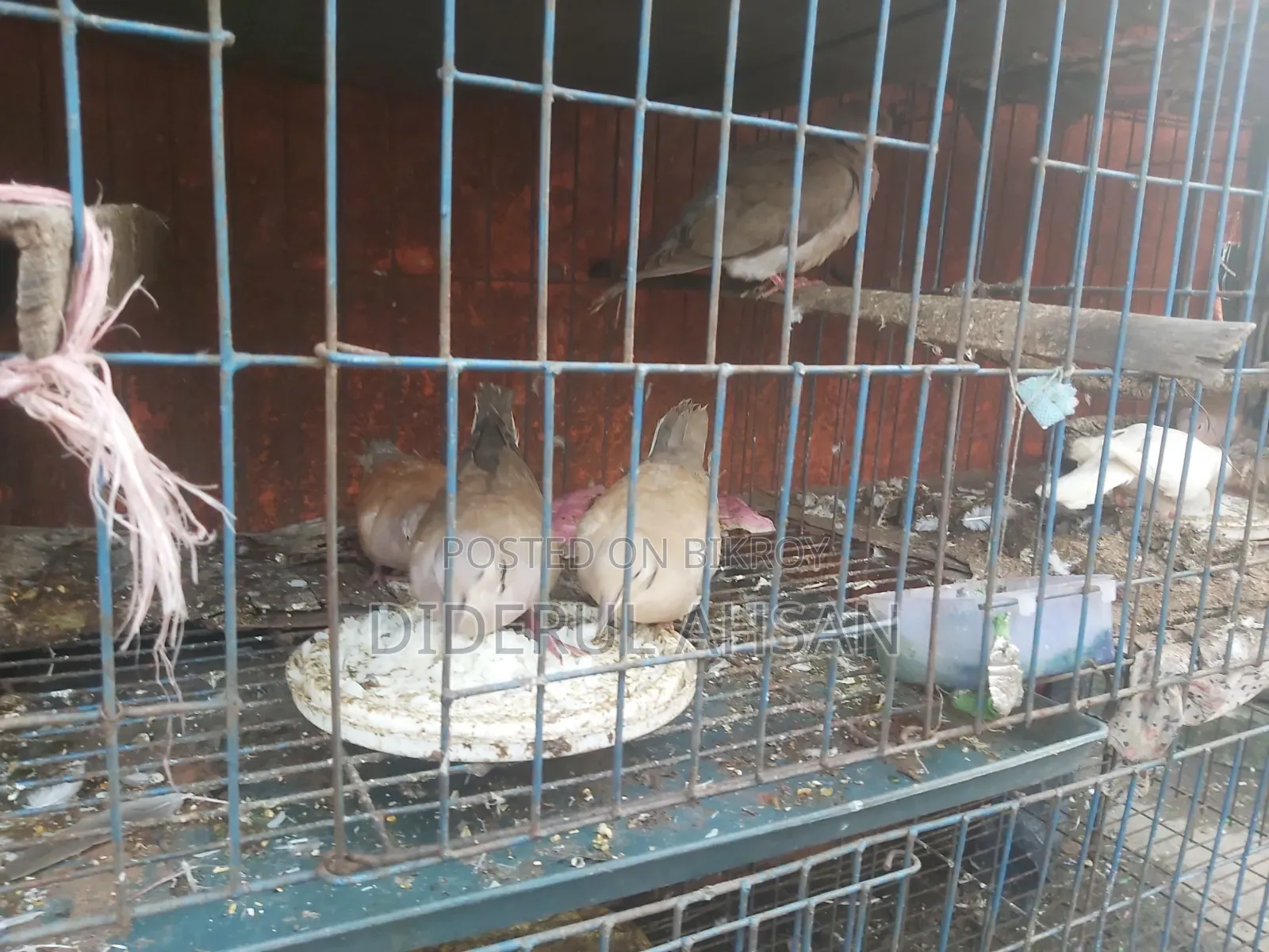 ঘুঘু পাখি বিক্রয় হবে