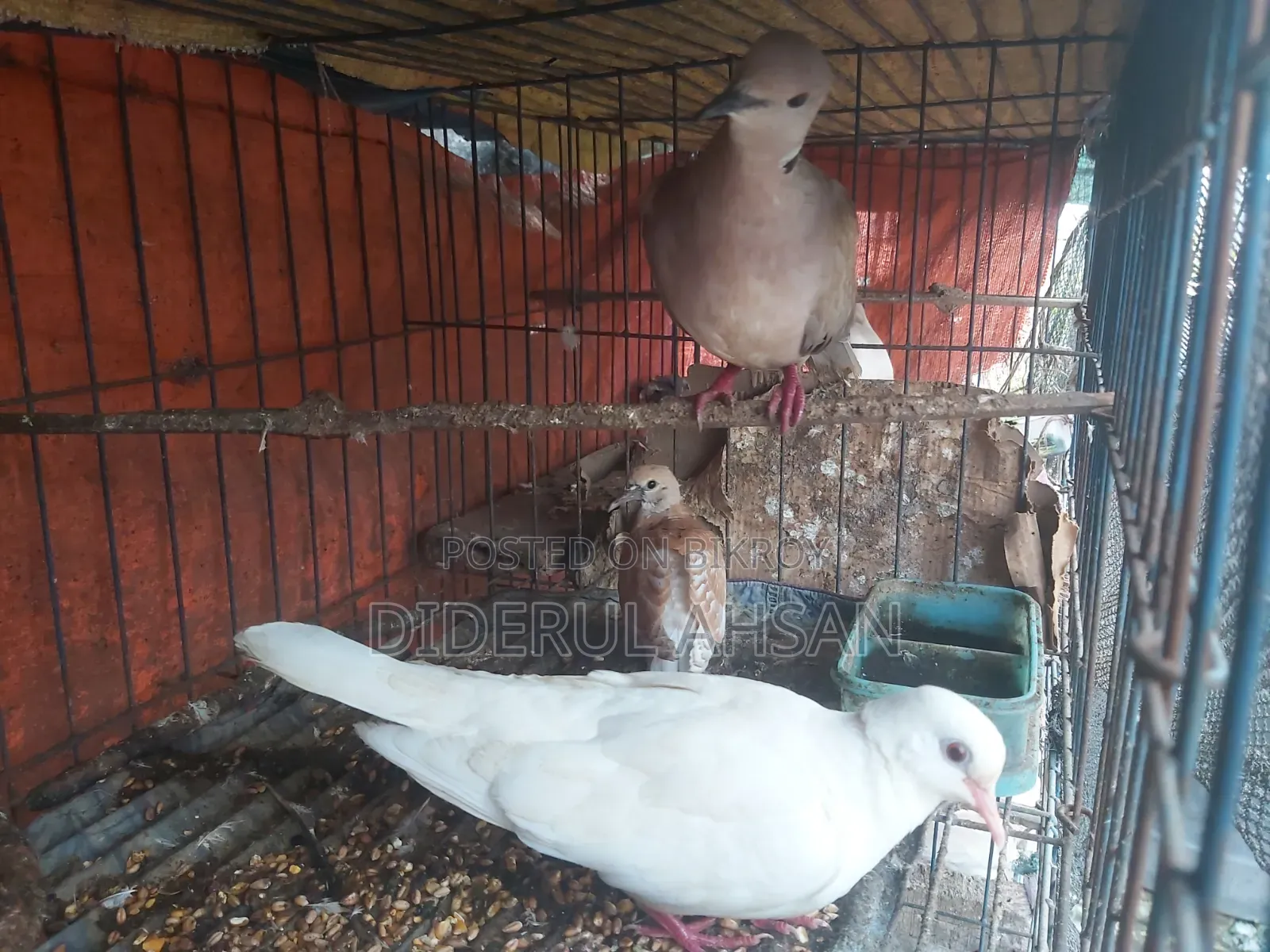 ঘুঘু পাখি বিক্রয় হবে
