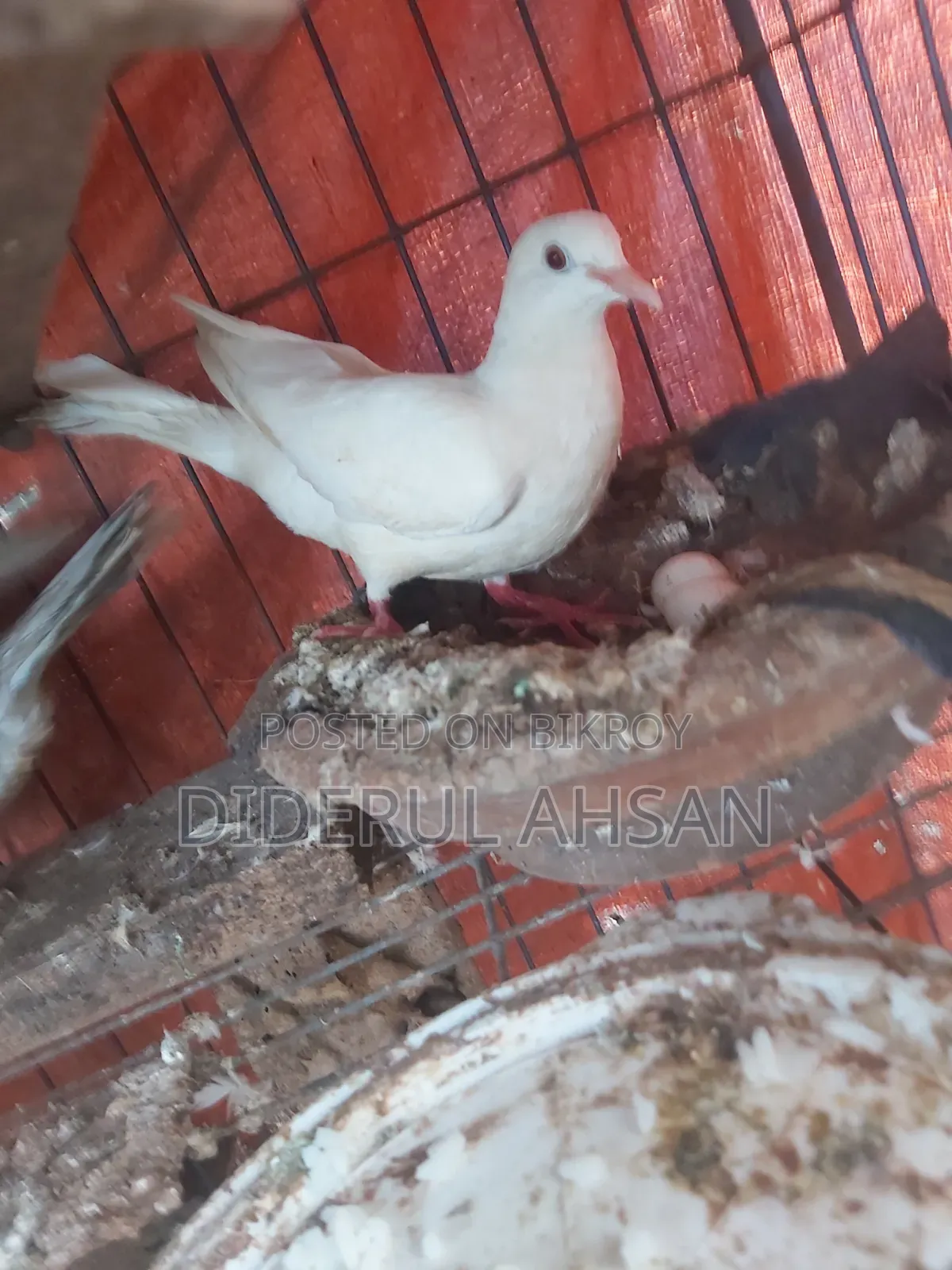 ঘুঘু পাখি বিক্রয় হবে