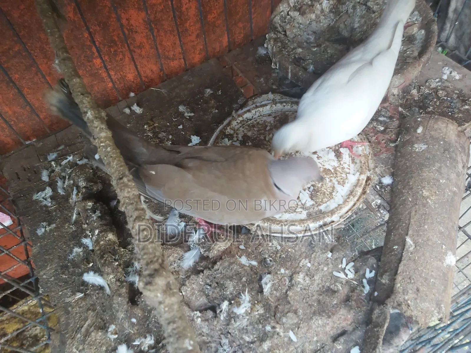 ঘুঘু পাখি বিক্রয় হবে