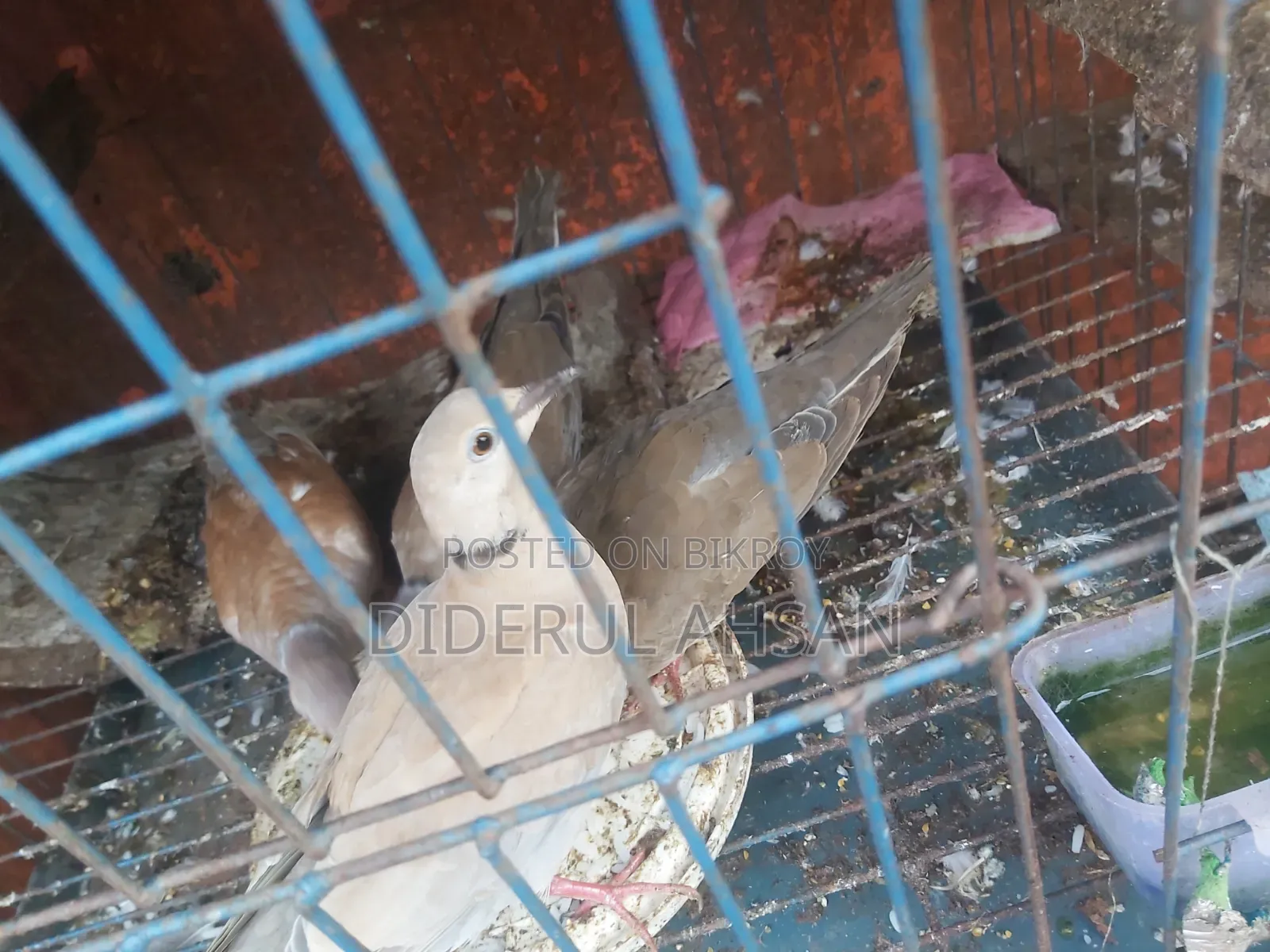 ঘুঘু পাখি বিক্রয় হবে