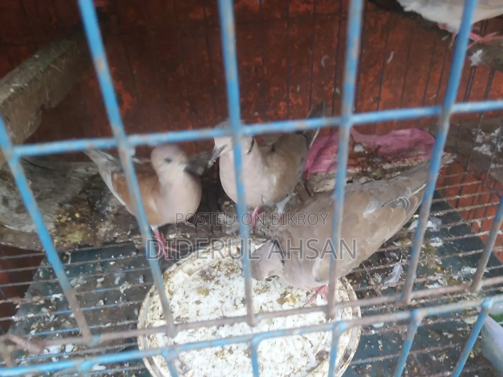 ঘুঘু পাখি বিক্রয় হবে
