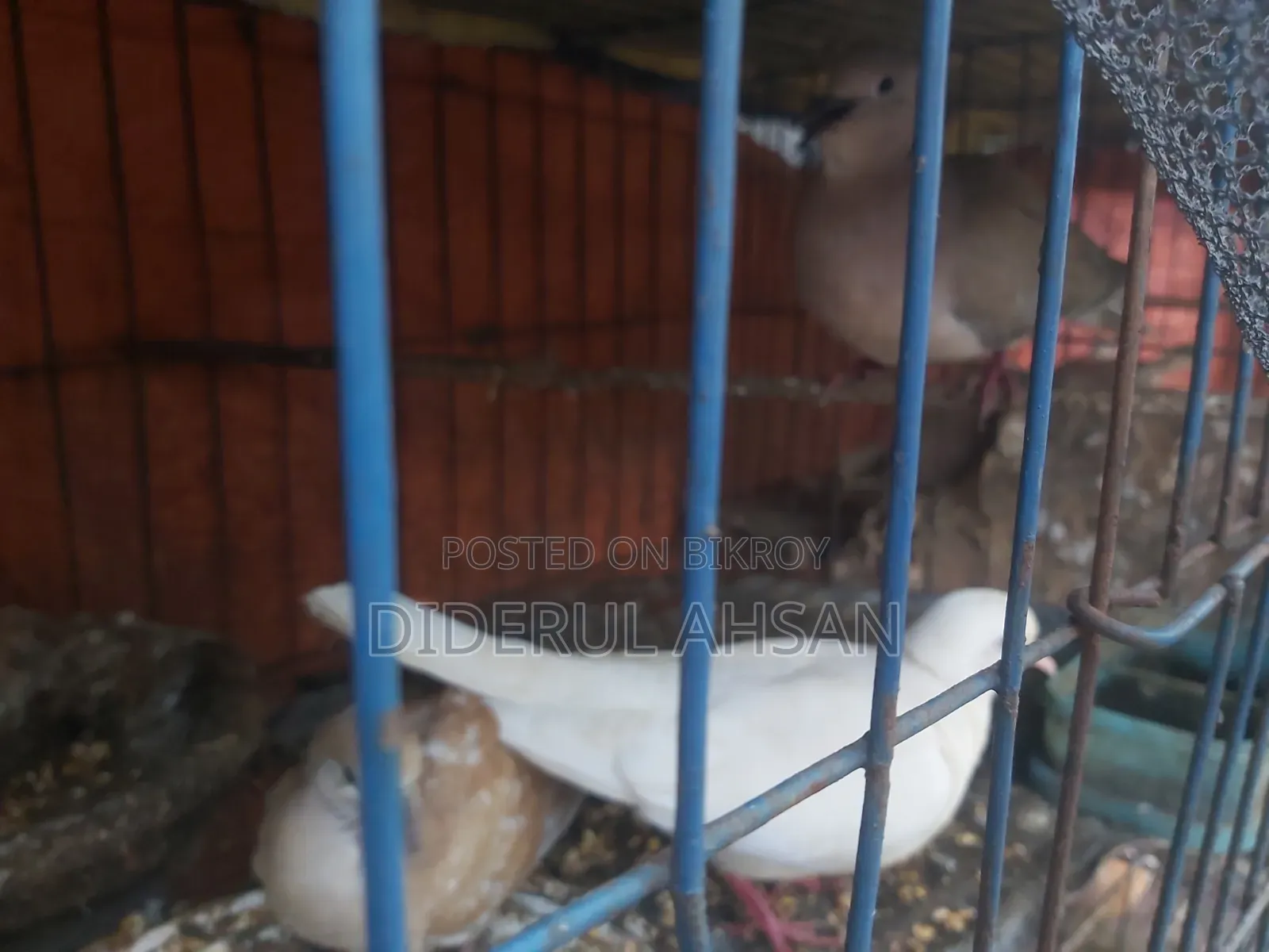 ঘুঘু পাখি বিক্রয় হবে