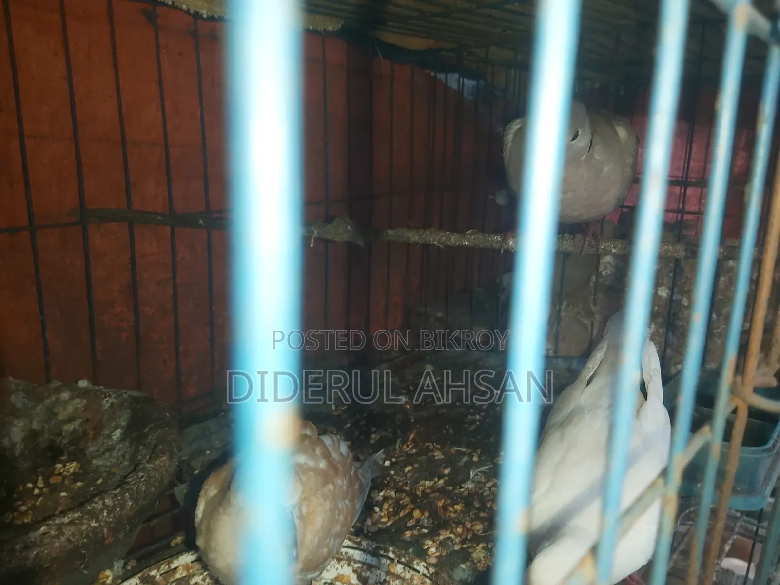 ঘুঘু পাখি বিক্রয় হবে