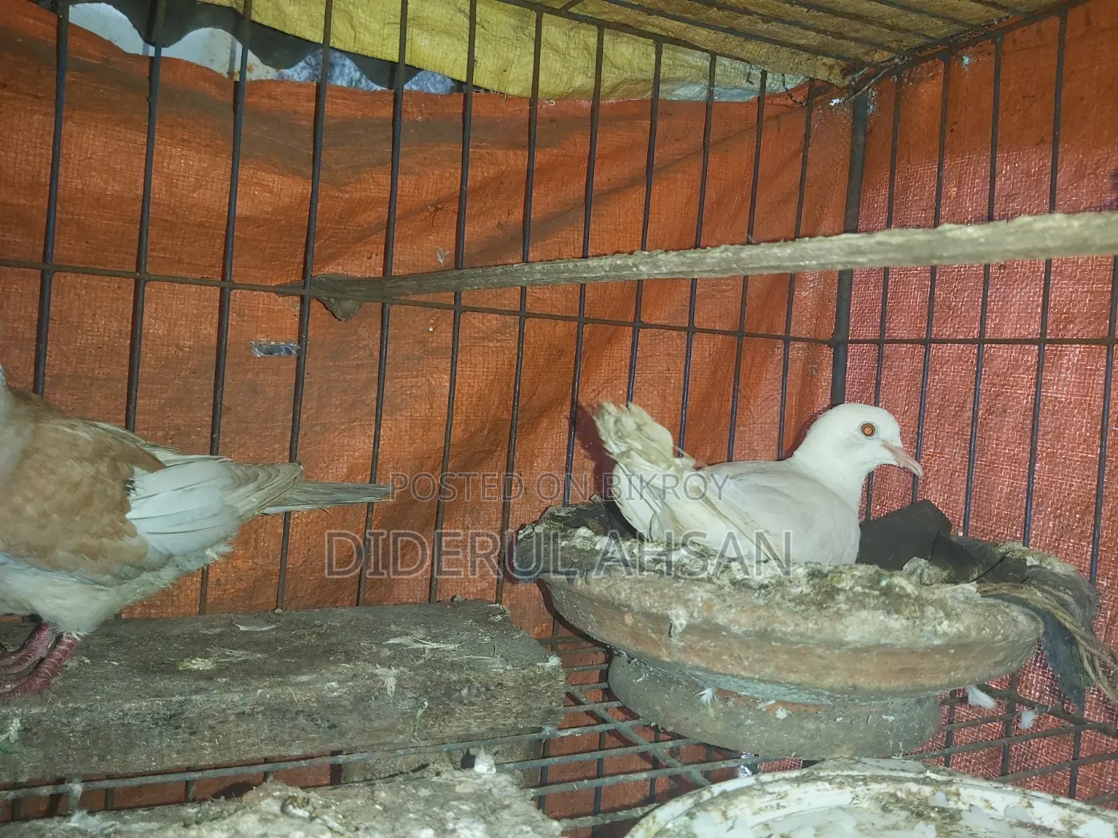 ঘুঘু পাখি বিক্রয় হবে