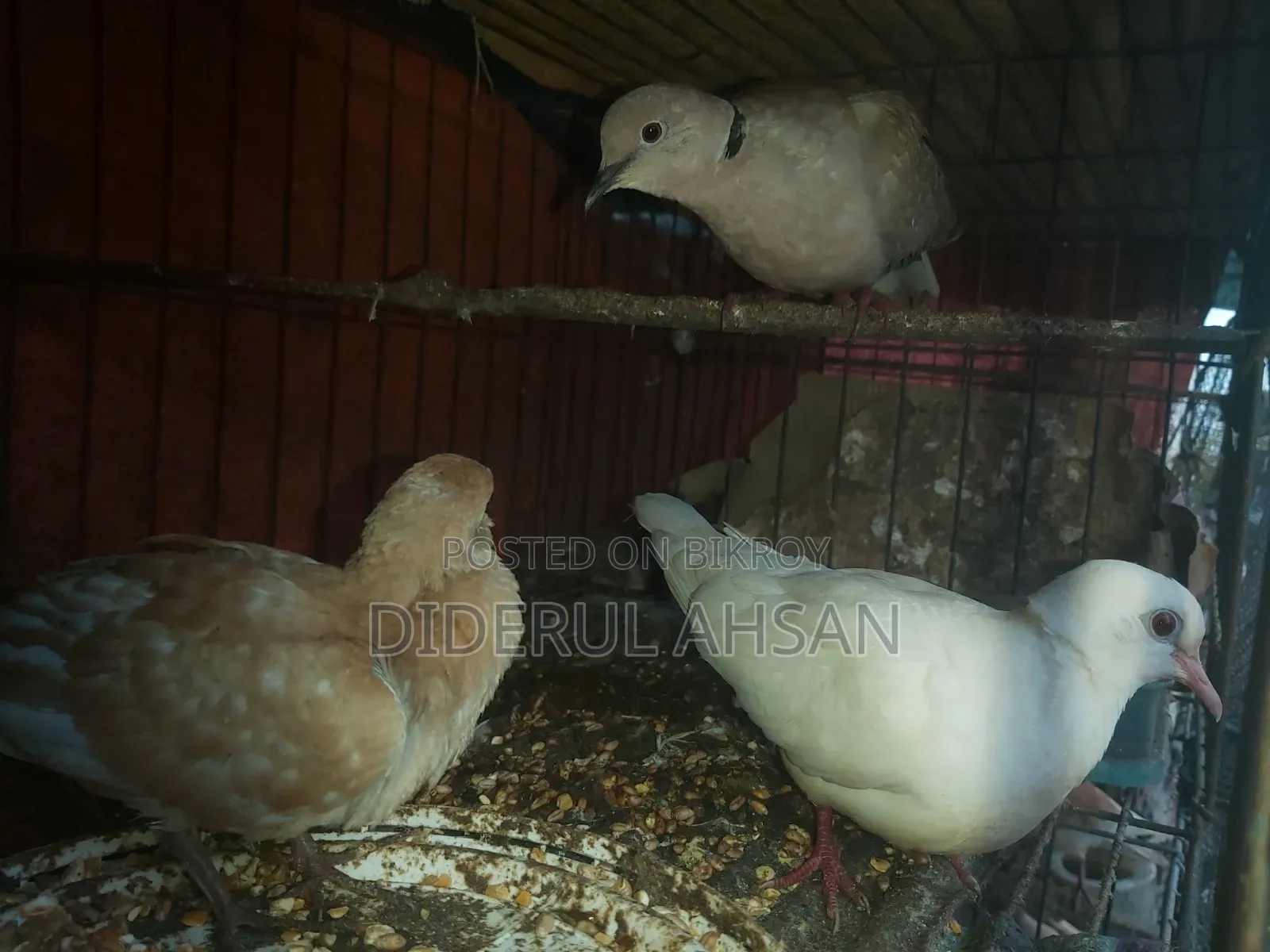 ঘুঘু পাখি বিক্রয় হবে