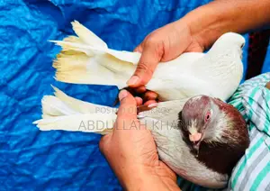 ১ জোড়া গোল্লা কবুতর