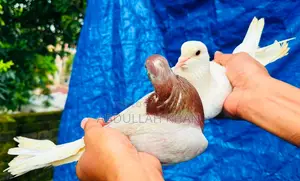 ১ জোড়া গোল্লা কবুতর