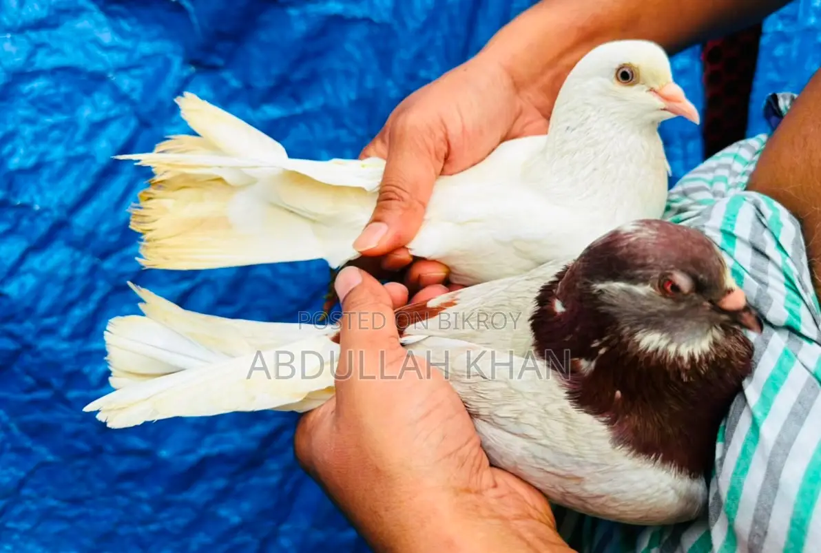 ১ জোড়া গোল্লা কবুতর
