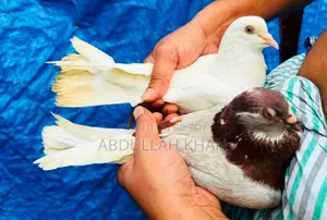 ১ জোড়া গোল্লা কবুতর