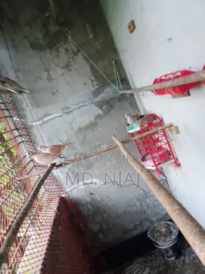 অস্ট্রেলিয়ান ঘুঘু