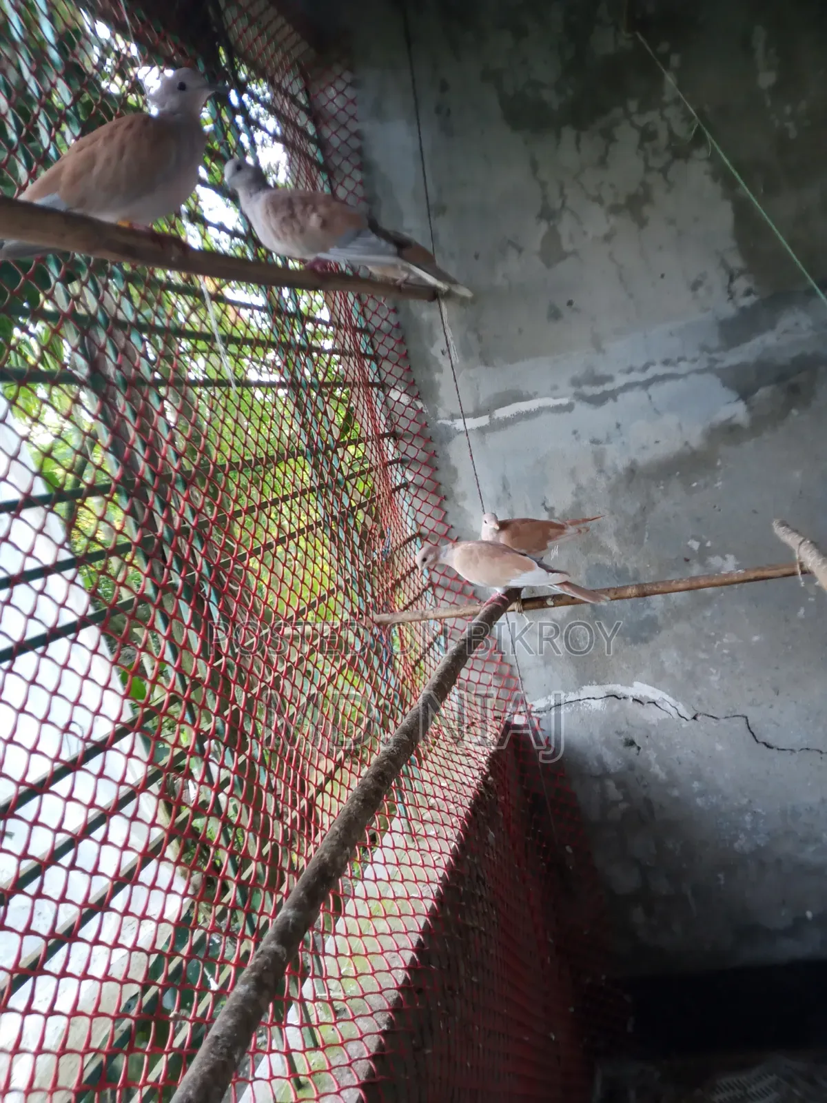 অস্ট্রেলিয়ান ঘুঘু